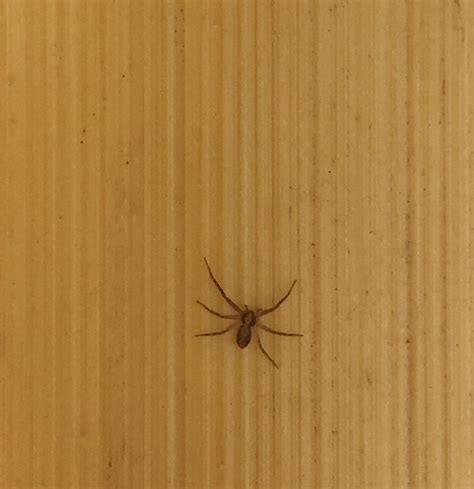 Connecticut Thought It Was A Spider But Only Has 6 Legs Rwhatsthisbug