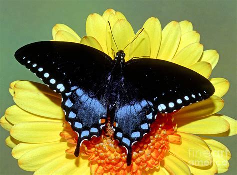 Eastern Black Swallowtail Butterfly Photograph By Millard H Sharp