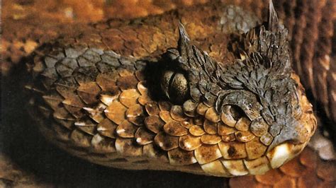 Viper Snake Wallpapers Hd Wallpaper Cave