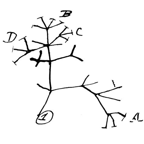 Charles Darwin Tree Of Life