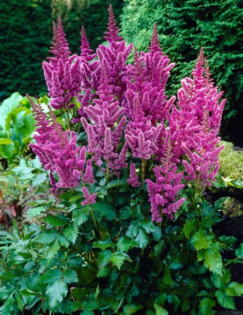 Astilbe Chinensis Var Taquetii Superba Astilbe Garden Center Marketing