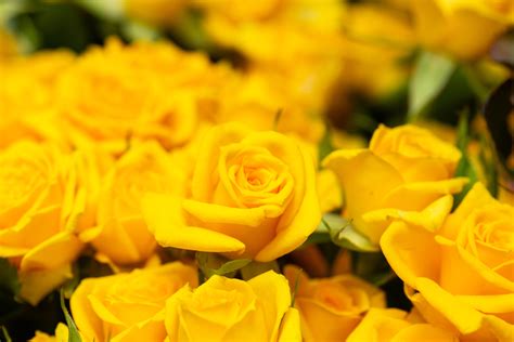 Your favorite blooms — from roses and peonies to lilies and daisies — send specific messages that you white ones signify purity, pink ones signify prosperity, red ones signify passion, orange ones signify pride, and yellow ones signify gratitude. Learn Special Yellow Roses Meaning to Send to Your Beloved ...