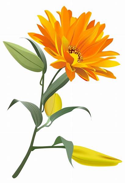 Orange Flower Flowers Transparent Clipart Clip Yopriceville