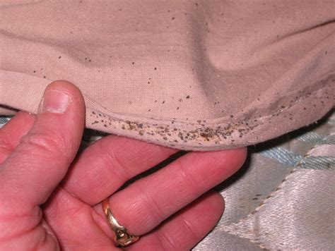 What Is The Stain Bed Bugs Make Bedbugs