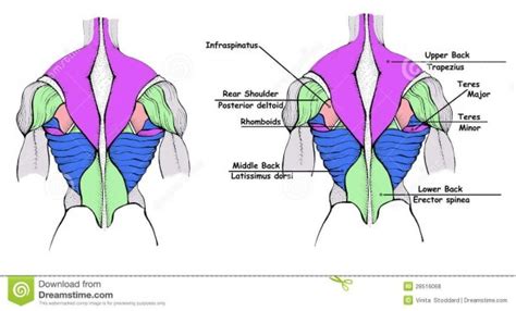 Muscle Diagram Back