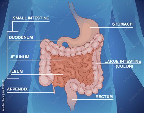 Schematic Representation Of The Digestive System Large Intenstine