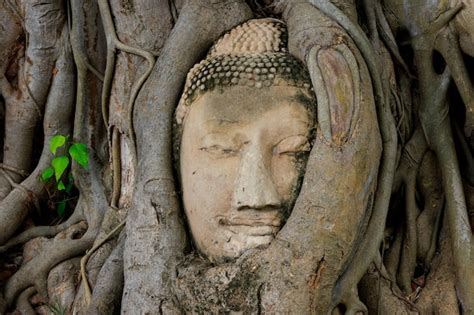 Premium Photo Buddha Head In Tree Roots At Wat Mahathat Temple