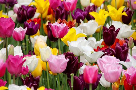 Free Images Flower Petal Spring Tulips Blossomed Tulpenbluete