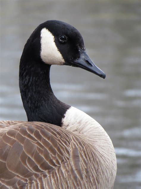 Inspiring all people to #liveintheopen since 1957. Goose Portrait | Canada goose (Branta canadensis) at a ...
