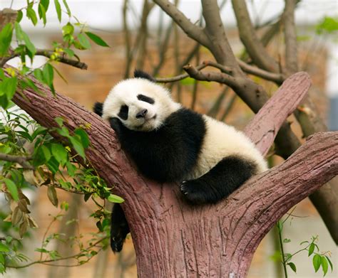 Oso Panda Cómo Es Dónde Vive Qué Come