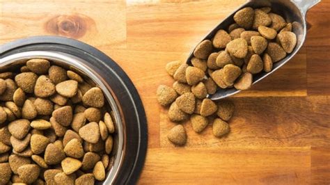 Whats The Best Dog Food For Italian Greyhounds