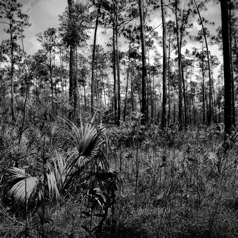 Everglades 041905 Photograph By Rudy Umans Fine Art America