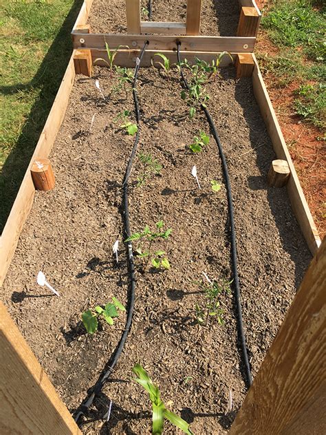 We did not find results for: How to Install a Soaker Hose Irrigation System - Erica Rascon