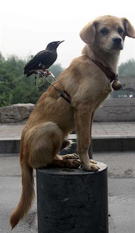 9 Unlikely Animal Friendships - FunCage