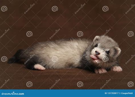 Dark Sable Young Ferret Baby Laying In Studio Stock Image Image Of