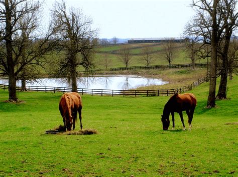 Photo Of A Horse Farm In Bluegrass Country South Of Paris Kentucky