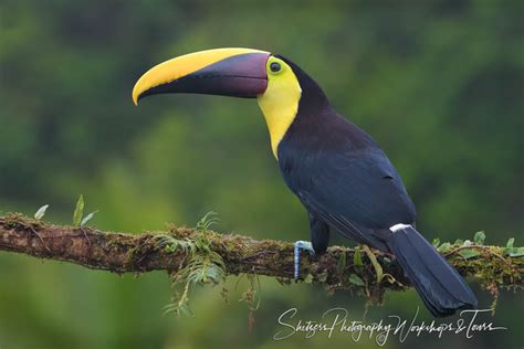 Costa Rica Black Mandibled Toucan Shetzers Photography
