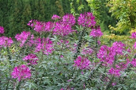 Cleome Plant Cleome Seeds Cherry Queen Flower Seeds In Packets Bulk