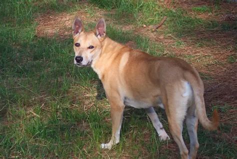 The Primitive And Rare Carolina Dog Get To Know This Amazing Breed I