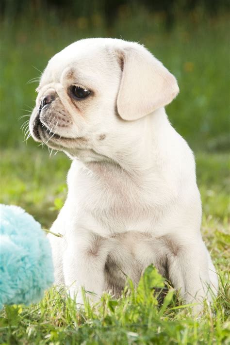 Cute White Pug Puppy Cute Pugs Pug Puppies Pug Puppies For Sale
