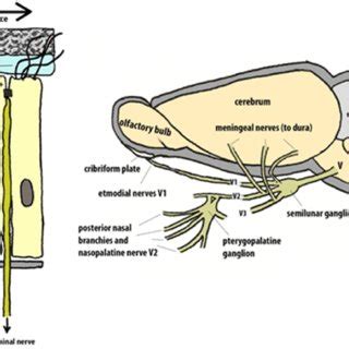 Human anatomy nose diagram is the part of the respiratory tract that sits front and center on your face. The anatomy of the human nasal cavity. (A) Histological section of... | Download Scientific Diagram