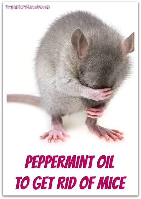Peppermint Essential Oil For Mice Peppermint Oil For Mice Peppermint