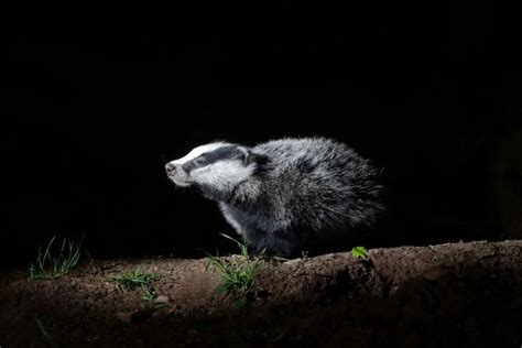 Are Badgers Nocturnal Assorted Animals