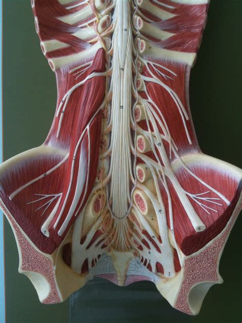 Lumbosacral Anatomy Anatomical Charts And Posters