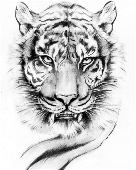 12 Top Tiger Tattoo Drawings Of 2020 Petpress Tiger Tattoo Design