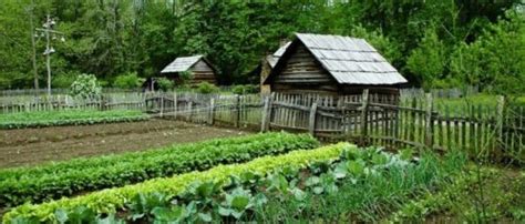 Start A Self Sufficient Homestead On 1 Acre The Prepared Page