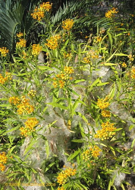 Butterfly bush is a large shrub that is a great nectar plant whereas butterfly. PlantFiles Pictures: Asclepias, Tropical Milkweed ...