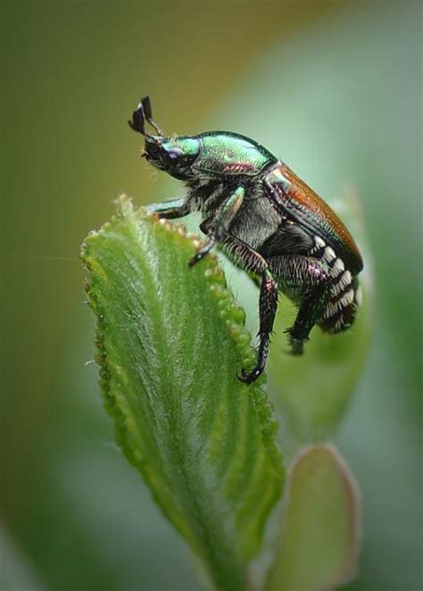 For Less Bee Bycatch Leave Geraniol Out Of Japanese Beetle Traps