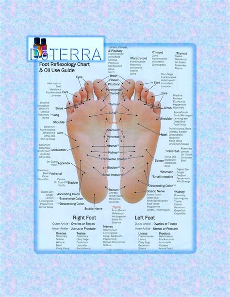 Doterra Foot Reflexology Chart And Oil Use Guide Essential Oil Chart