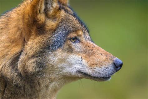 Kopf Eines Wolfs Im Profil Mit Einem Auge Stockbild Bild Von Tiere