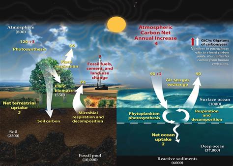 Carbon Cycle Nitrogen Cycle Phosphorus And Sulphur Cycle Pmf Ias 2022
