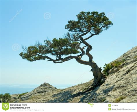 Single Pine Tree Royalty Free Stock Photo Image 1432425