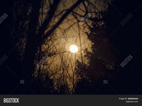 moonlight through trees