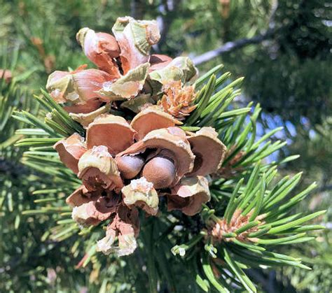 Growing Pinyon Pine Pinus Edulis