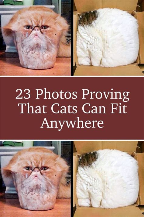23 Photos Proving That Cats Can Fit Anywhere Artofit
