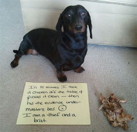 Funny Dachshund Animal Shaming Dachshund Shaming