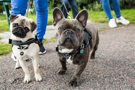 Why not use names that have been used for queens and princesses, past and present? Male vs. Female French Bulldog: A Side-by-Side Comparison