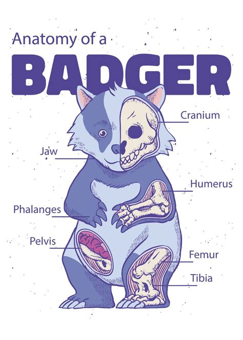 Badger Anatomy Poster By Geschenkelaune Displate