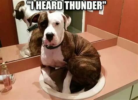 She Was Terrified Of Thunder Funny Animal Pictures Dog Pictures Funny
