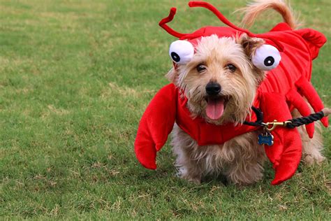 How To Train Your Dog To Catch Lobster Wag