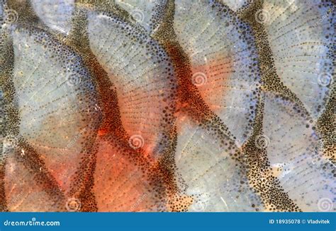 Fish Scales Closeup Stock Photo Image Of Catch Ocean 18935078