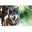 Tierpark Hellabrunn Eurasian Wolf