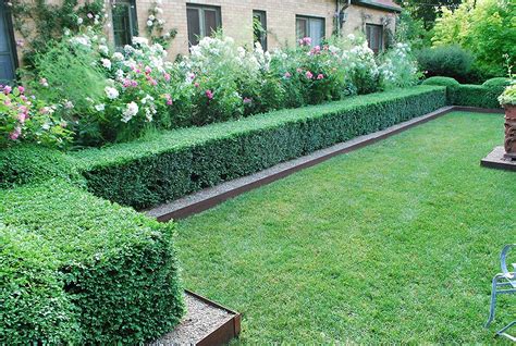 Japanese Boxwood Qty 15 Live Plants Buxus Fast Growing