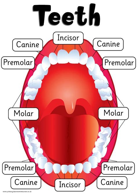 Human Mouth Diagram