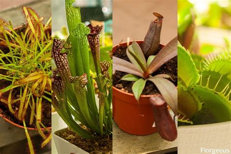 12 Creepy Crawly Types Of Carnivorous Plants To Grow Florgeous