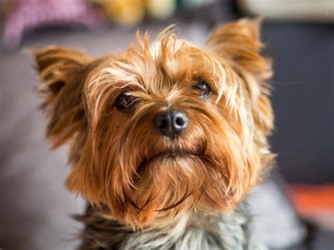 Liver Shunts In Dogs What You Need To Know Petmd